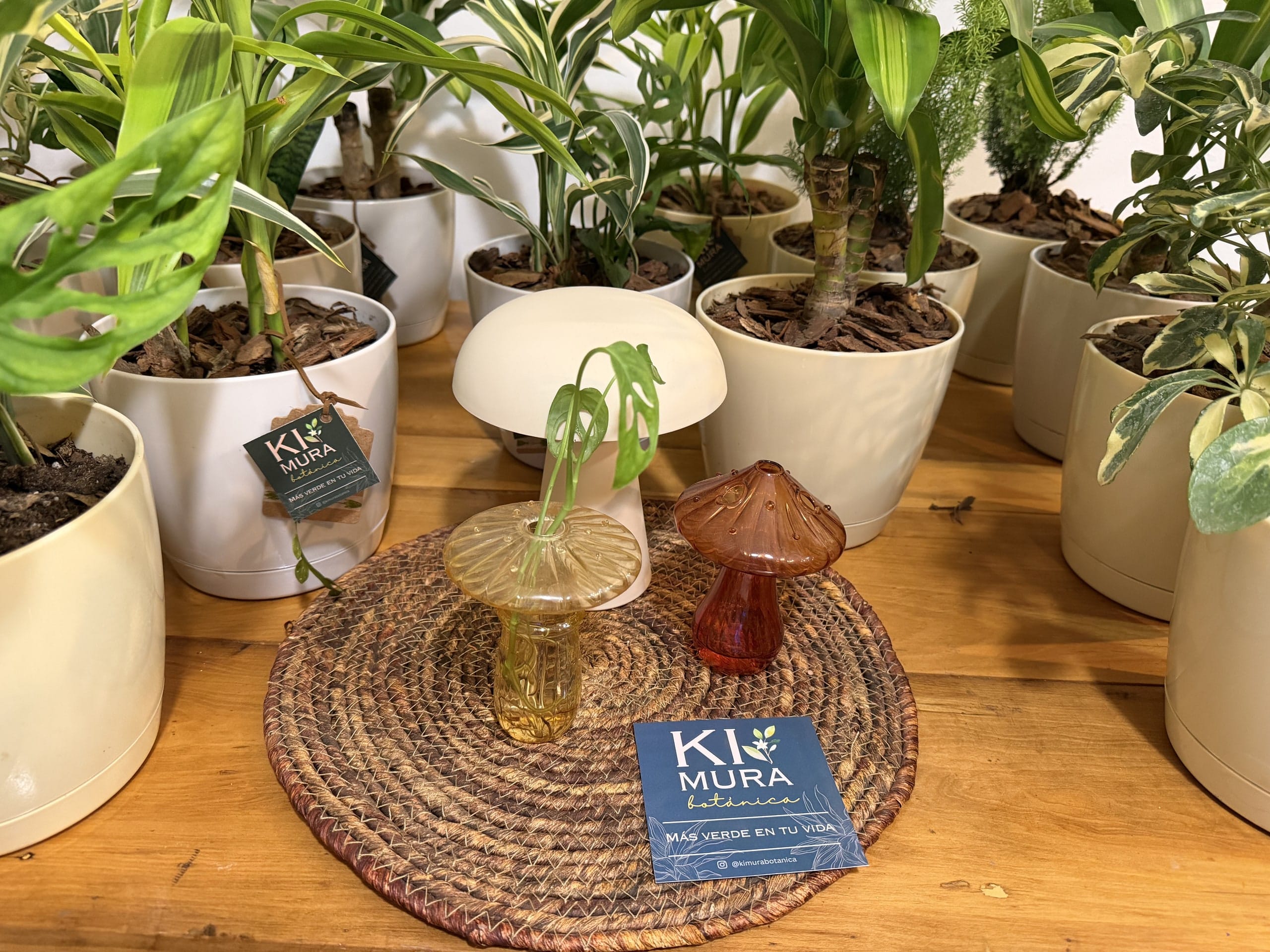 Mesa con plantas de interior y el cartel de Kimura Botánica