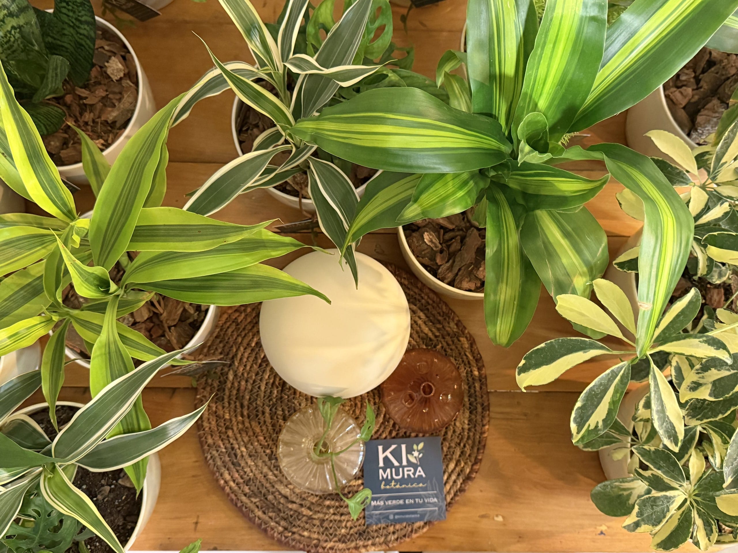 Dracaenas y otras plantas de interior agrupadas sobre una mesa