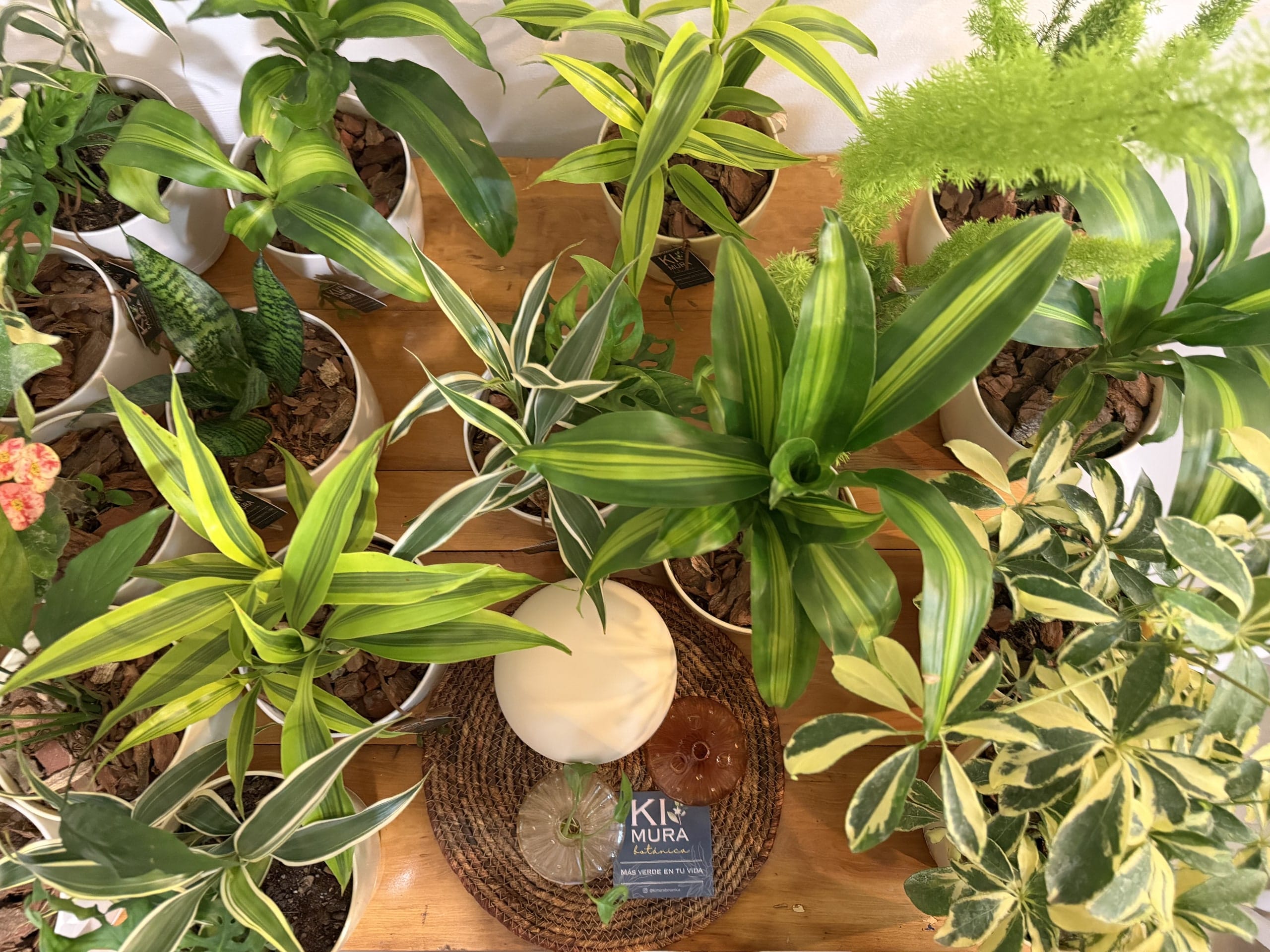 Plantas de interior vistas desde arriba sobre una mesa de madera