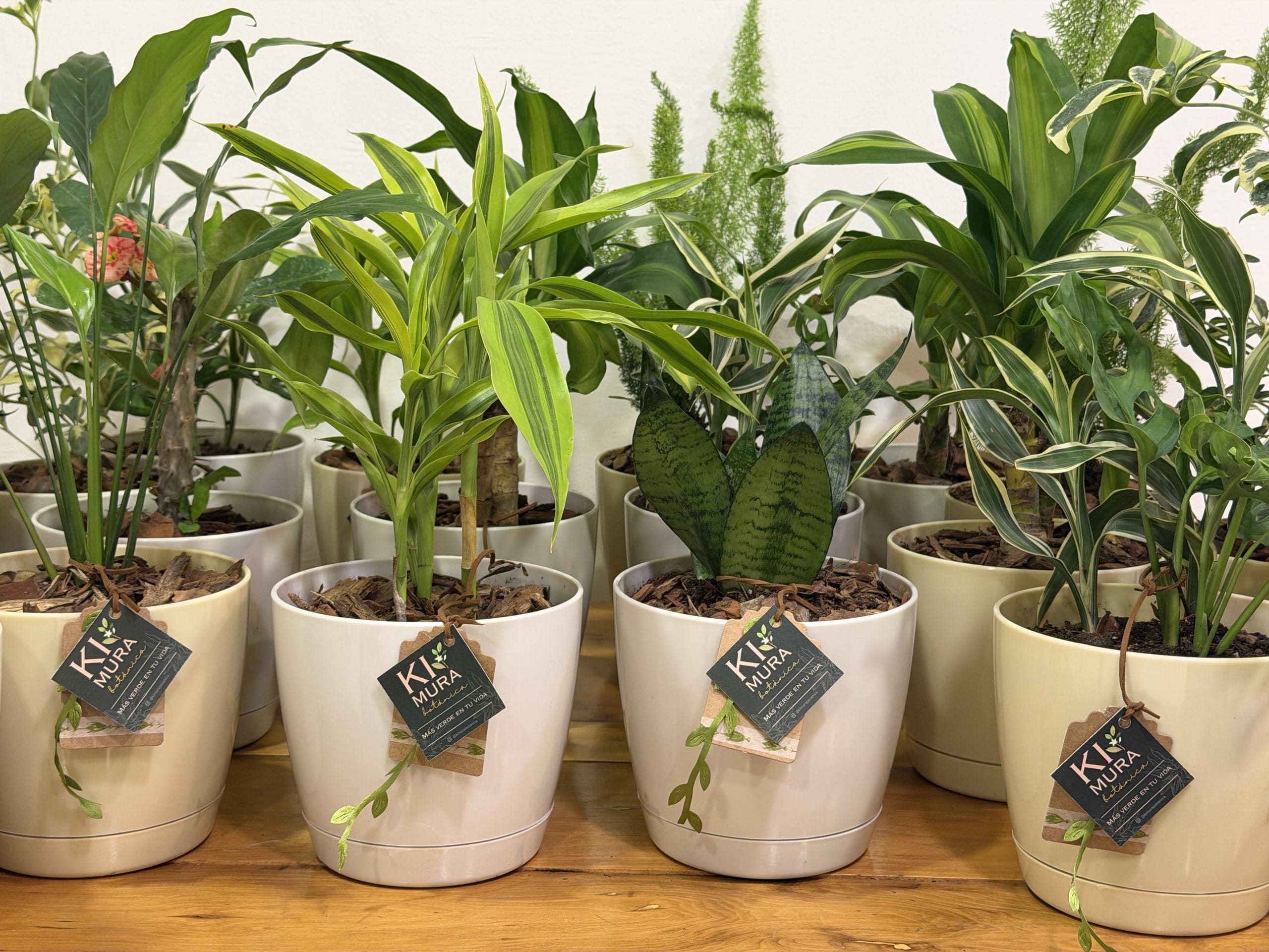 Fila de plantas de interior en macetas blancas con la etiqueta de Kimura Botánica