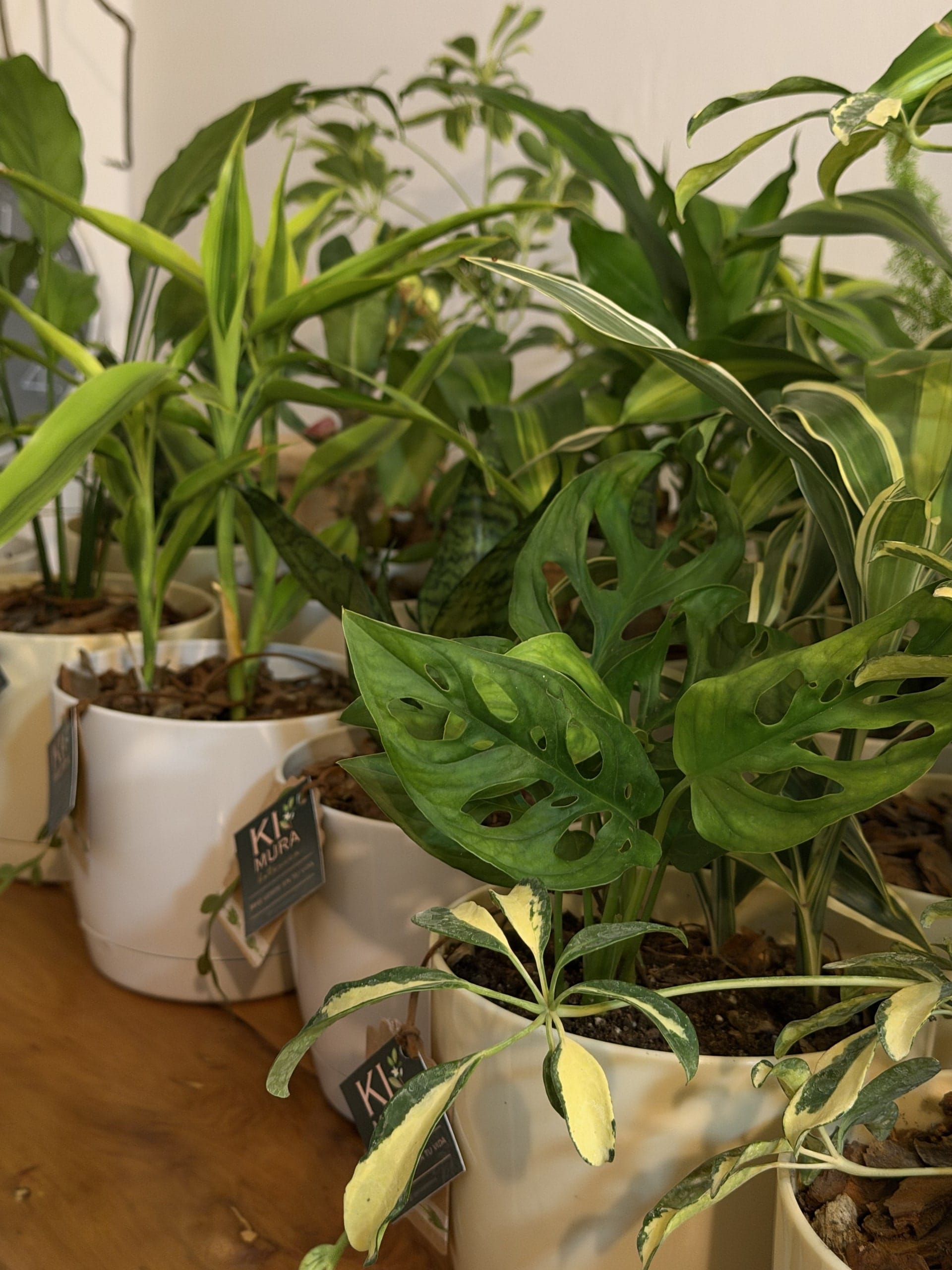 Peruviano (Monstera adansonii) entre otras plantas de interior en macetas blancas