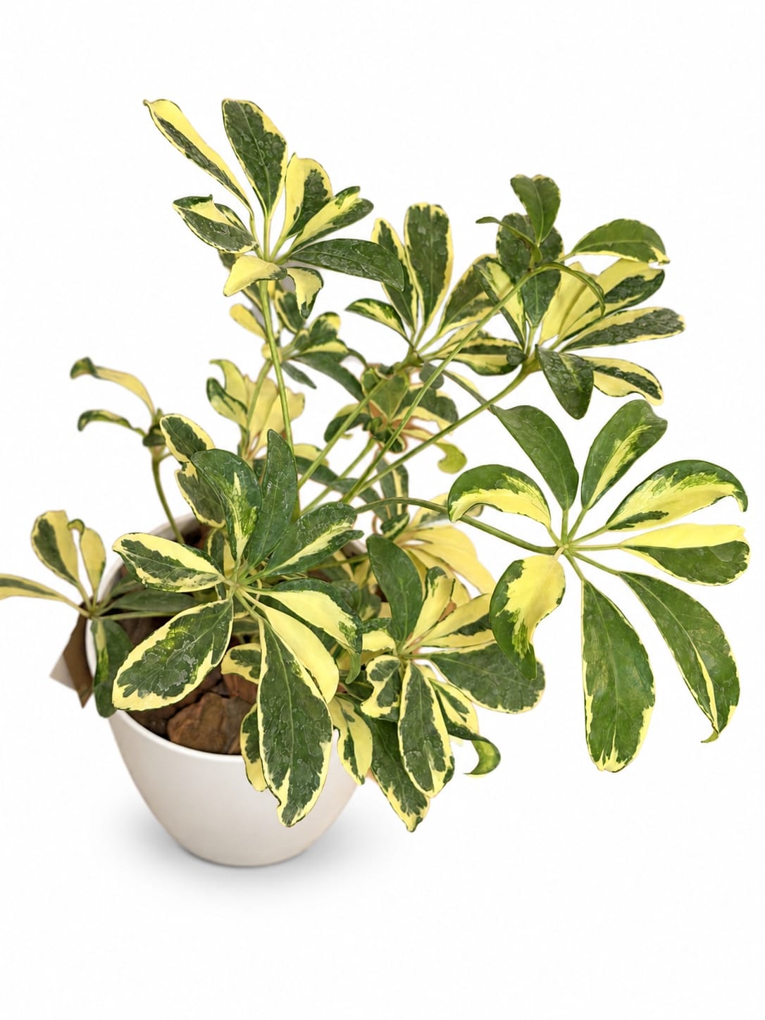 Aralia (Schefflera variegada) de hojas verdes y amarillas en maceta blanca, sobre fondo blanco