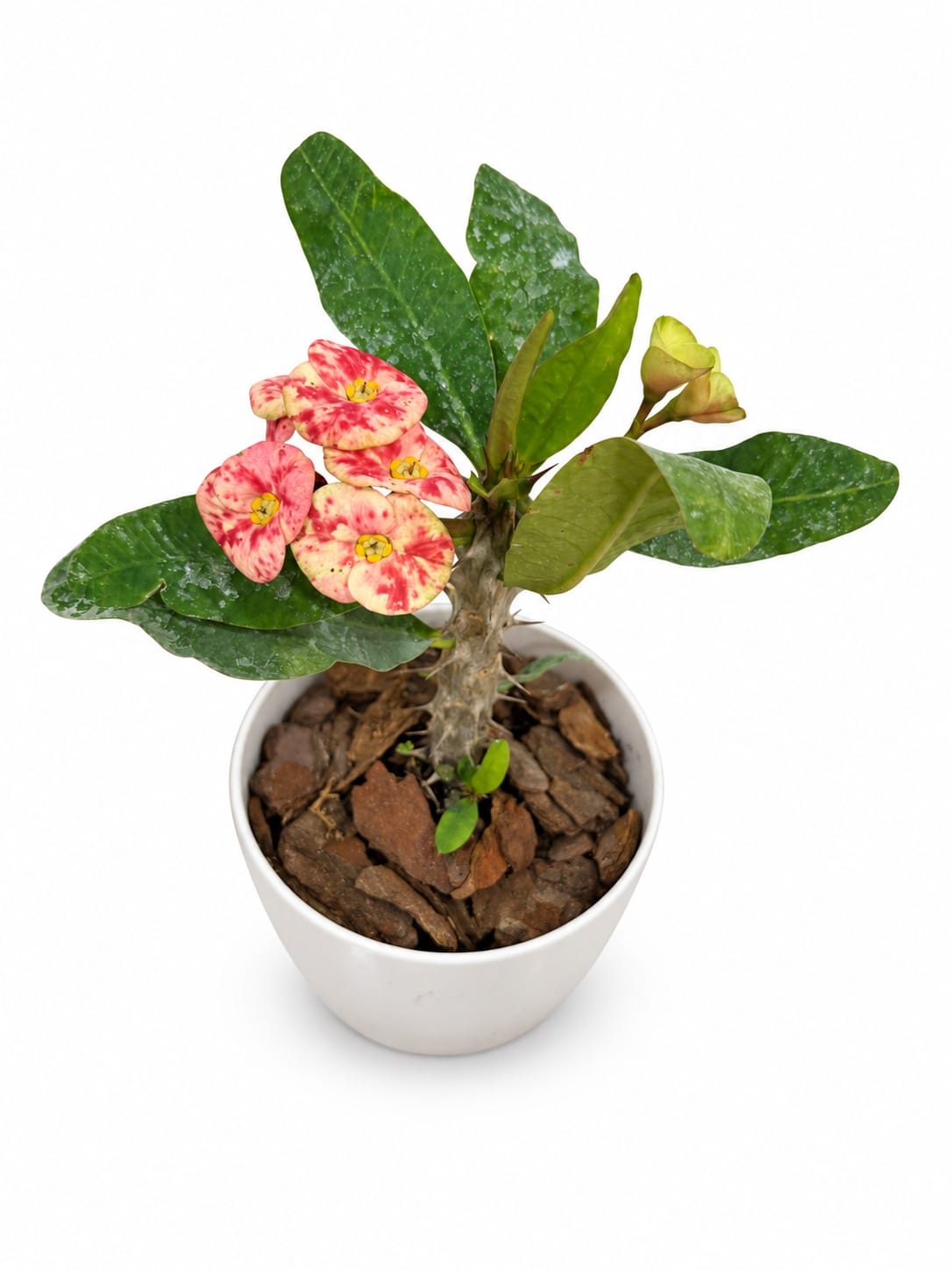 Corona de Cristo (Euphorbia milii) con flores rosadas en maceta blanca, sobre fondo blanco