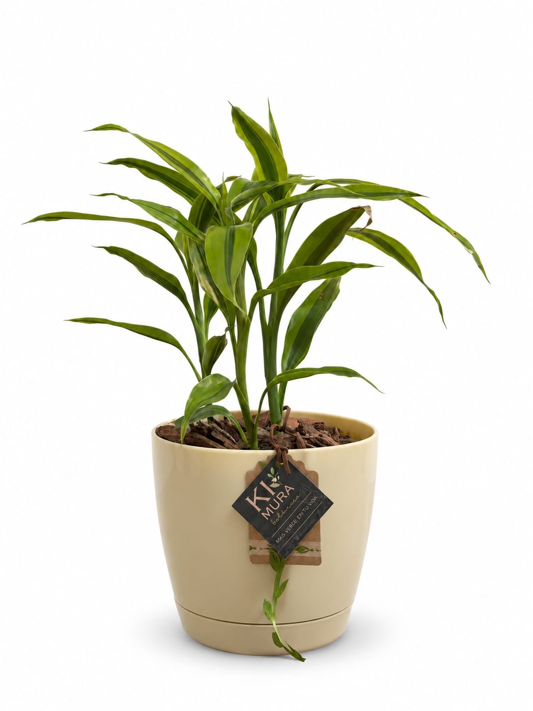 Dracaena Lemon Lime de hojas verde lima en maceta beige con etiqueta Kimura, sobre fondo blanco