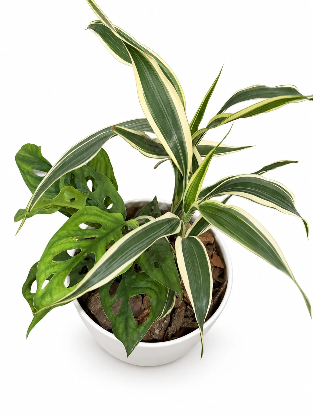 Peruviano (Monstera adansonii) y Dracaena variegada en una misma maceta blanca, sobre fondo blanco