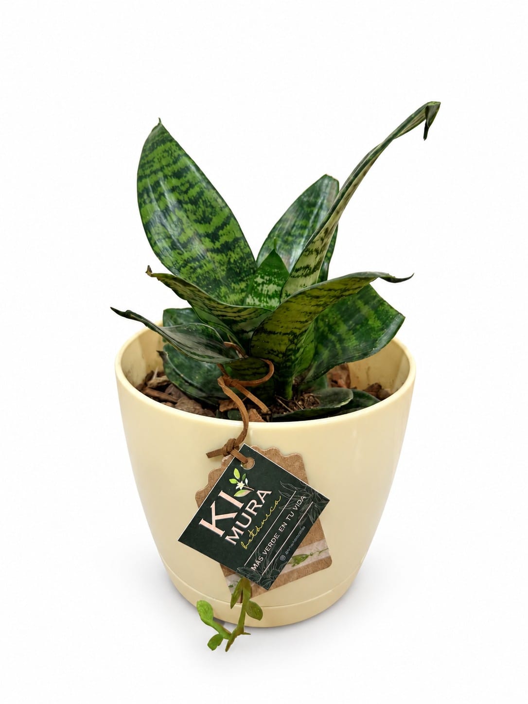 Sansevieria (Lengua de suegra) compacta en maceta crema con etiqueta Kimura, sobre fondo blanco