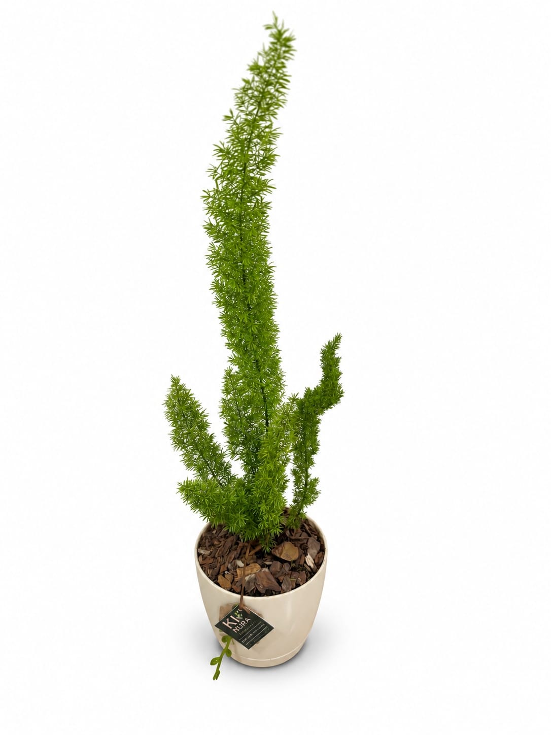 Meyeri (Asparagus) de tallos plumosos en maceta blanca con etiqueta Kimura, sobre fondo blanco