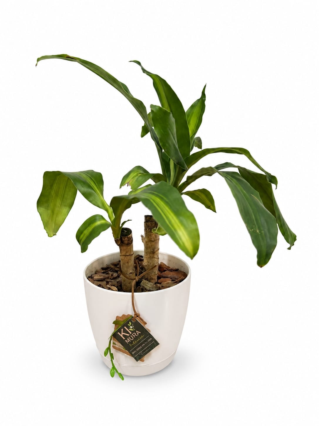 Palo de agua (Dracaena Massangeana) con troncos y hojas con franja amarilla en maceta blanca, sobre fondo blanco